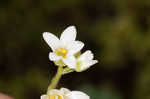 Early saxifrage